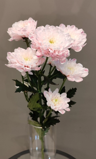 Хризантема кустовая розовая