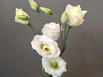 Эустома белая