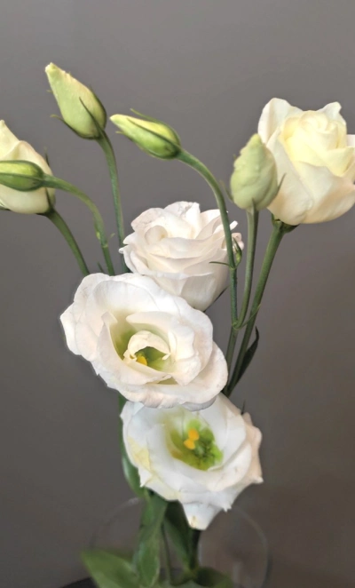 Эустома белая