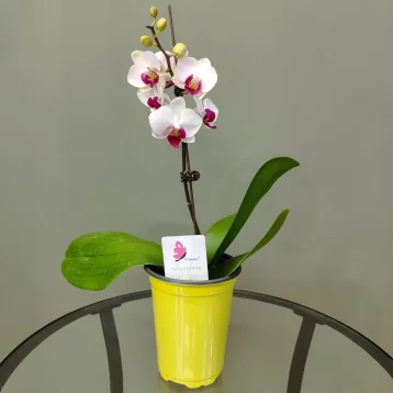 Орхидея фаленопсис «Ашима»
