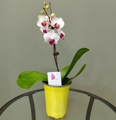 Орхидея фаленопсис «Ашима»