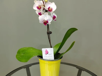 Орхидея фаленопсис «Ашима»