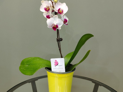 Орхидея фаленопсис «Ашима»