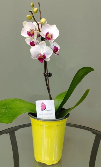 Орхидея фаленопсис «Ашима»