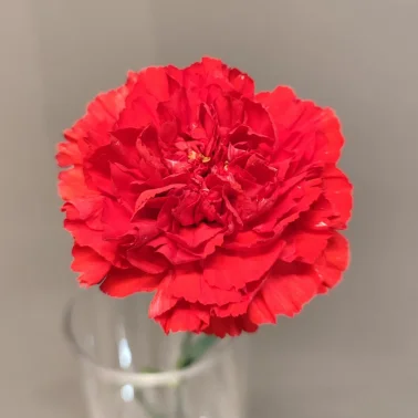 Гвоздика алая 