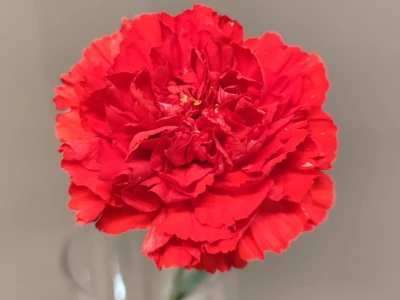 Гвоздика алая 