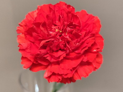 Гвоздика красная