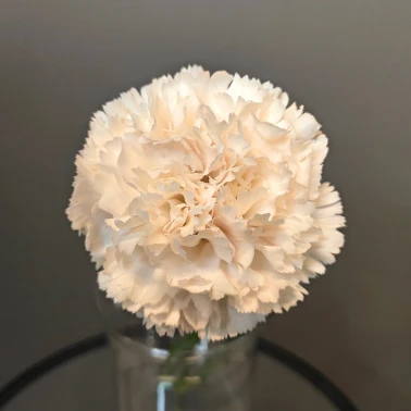 Диантус кремовый