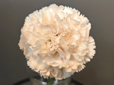 Диантус кремовый