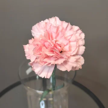 Диантус розовый