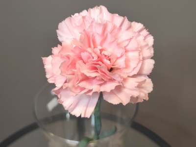 Диантус розовый