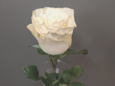 Роза белая Мондиаль 60 см