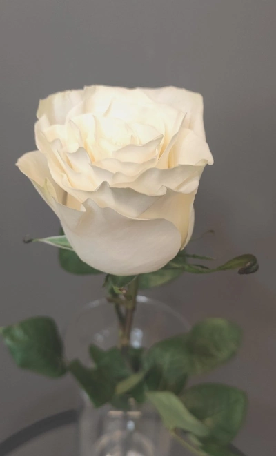 Роза белая Эквадор 60 см