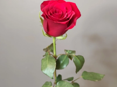 Роза Кения 50см