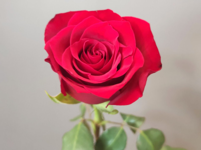 Роза Кения 50см