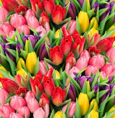 Тюльпаны в ассортименте