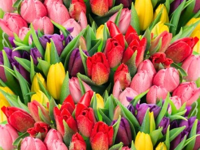 Тюльпаны в ассортименте