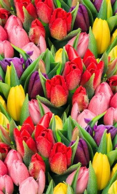 Тюльпаны в ассортименте