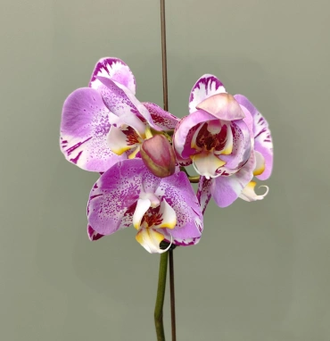 Орхидея фаленопсис «Амазонка»