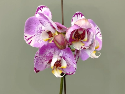 Орхидея фаленопсис «Амазонка»