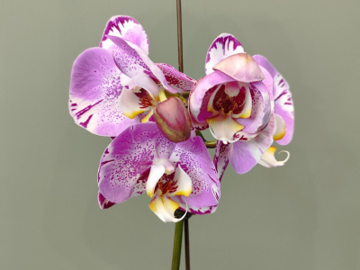 Орхидея фаленопсис «Амазонка»