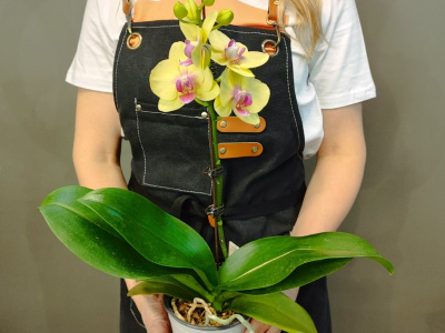 Орхидея фаленопсис «Глория»