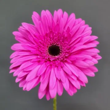 Гербера розовая