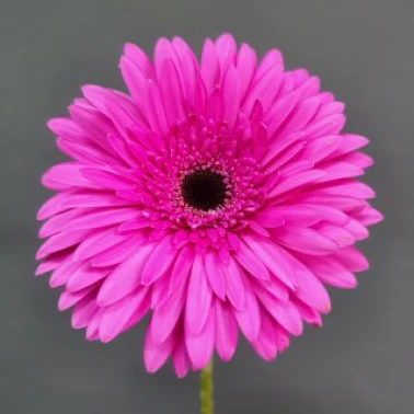 Гербера розовая