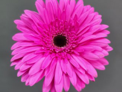 Гербера розовая