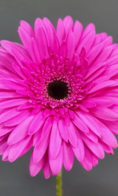 Гербера розовая