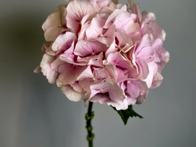 Гортензия розовая