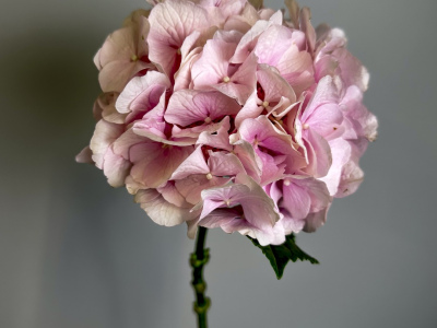 Гортензия розовая