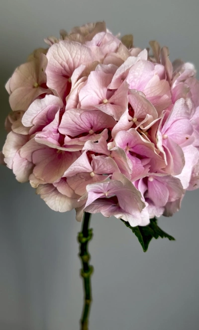 Гортензия розовая