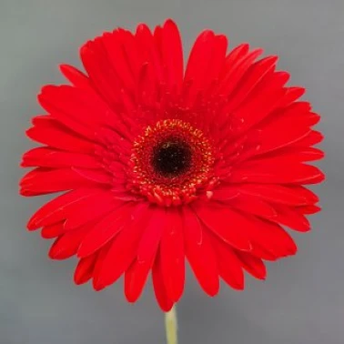 Гербера красная