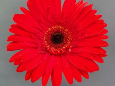 Гербера красная