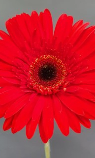 Гербера красная