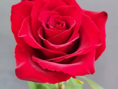 Роза «Эксплорер» 70см.