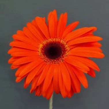 Гербера оранжевая