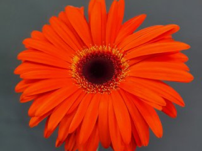 Гербера оранжевая