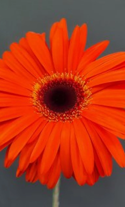Гербера оранжевая