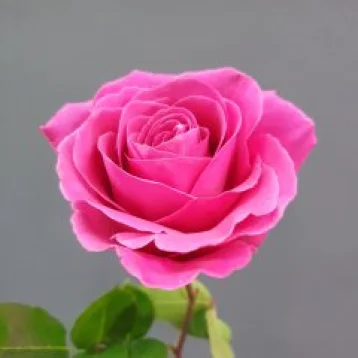 Роза ярко розовая
