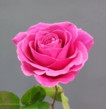 Роза ярко розовая