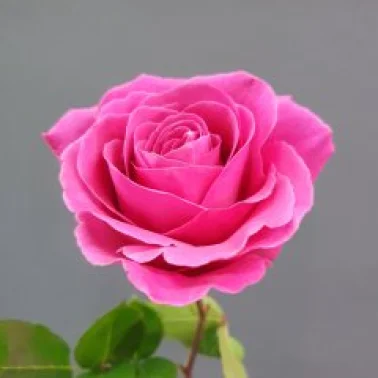 Роза ярко розовая