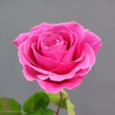 Роза ярко розовая