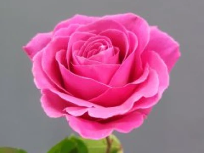 Роза ярко розовая