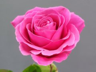 Роза ярко розовая