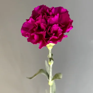 Диантус фиолетовый