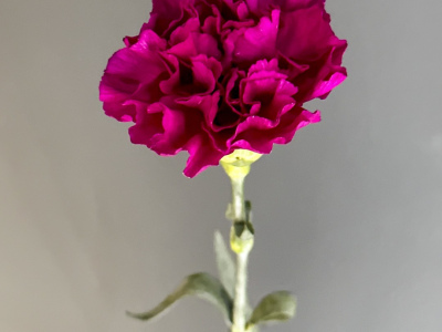 Диантус фиолетовый