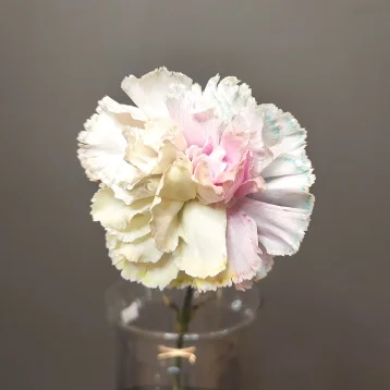 Диантус разноцветный