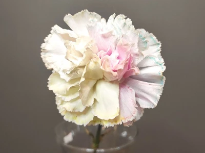 Диантус разноцветный